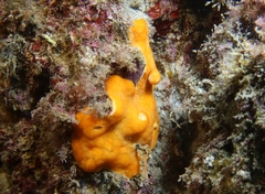 Didemnum pseudofulgens