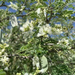 Senegalia erubescens