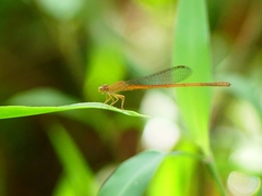 Ceriagrion rubiae