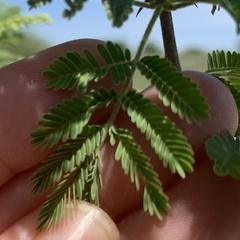 Senegalia erubescens