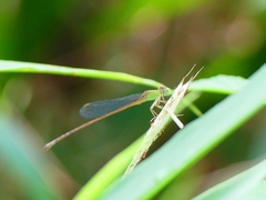Ceriagrion olivaceum