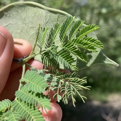 Senegalia erubescens
