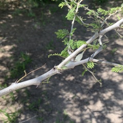 Senegalia erubescens