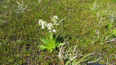 Valeriana macrorhiza