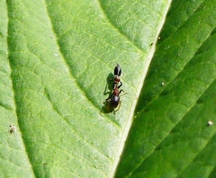 Myrmarachne melanocephala