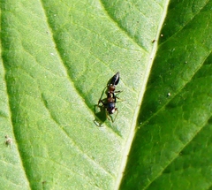 Myrmarachne melanocephala