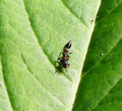 Myrmarachne melanocephala