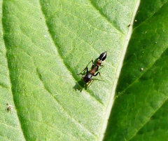 Myrmarachne melanocephala