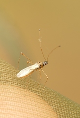 Gampsocoris punctipes