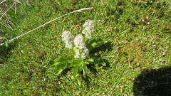 Valeriana macrorhiza