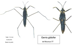 Gerris gibbifer