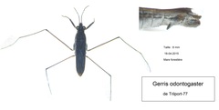 Gerris odontogaster