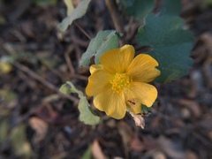 Abutilon indicum