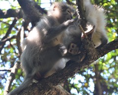 Cercocebus sanjei