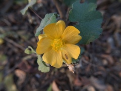 Abutilon indicum
