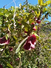 Terminalia tropophylla
