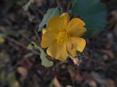 Abutilon indicum