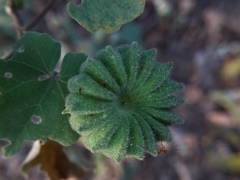 Abutilon indicum