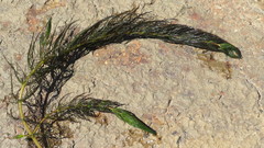 Myriophyllum quitense