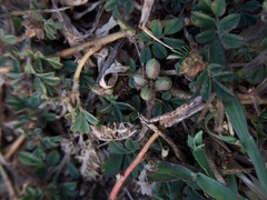 Angiospermae