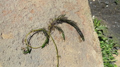 Myriophyllum quitense