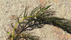 Myriophyllum quitense