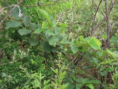 Annona senegalensis senegalensis