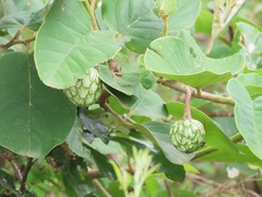 Annona senegalensis senegalensis