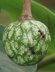 Annona senegalensis senegalensis