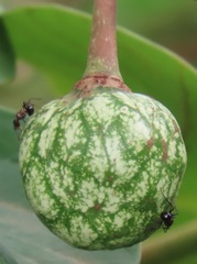 Annona senegalensis senegalensis