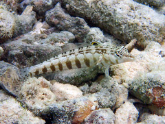 Parapercis australis