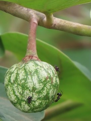 Annona senegalensis senegalensis