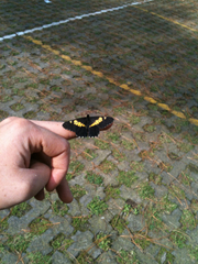 Catasticta teutila