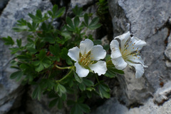 Potentilla clusiana