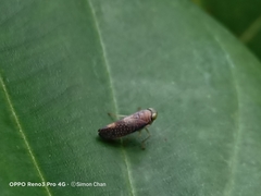 Idioscopus clypealis