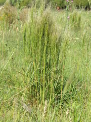 Schizachyrium condensatum