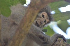 Cercocebus sanjei