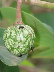 Annona senegalensis senegalensis
