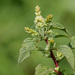 Spiny Amaranth - Photo (c) Mary Keim, some rights reserved (CC BY-NC-SA)