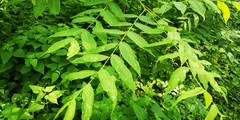 Juglans nigra
