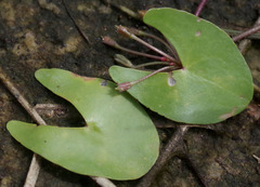 Nymphoides parvifolia