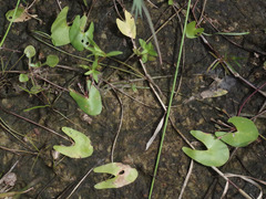 Nymphoides parvifolia