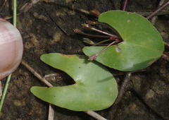 Nymphoides parvifolia