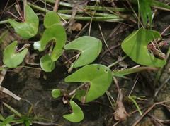 Nymphoides parvifolia