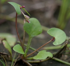 Nymphoides parvifolia