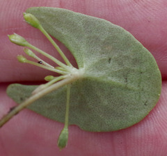 Nymphoides parvifolia