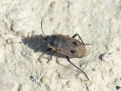 Graptopeltus lynceus