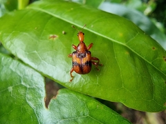 Strigapoderus