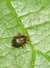 Halticus luteicollis
