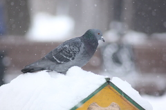 Columba livia domestica